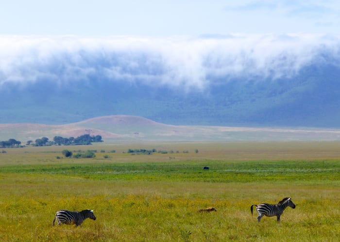 Hauts plateaux du Ngorongoro-Parc national du Serengeti