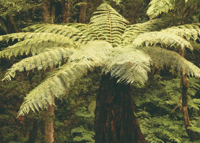 Samaipata, forêt de fougères géantes, parc Amboro et refuge des volcans