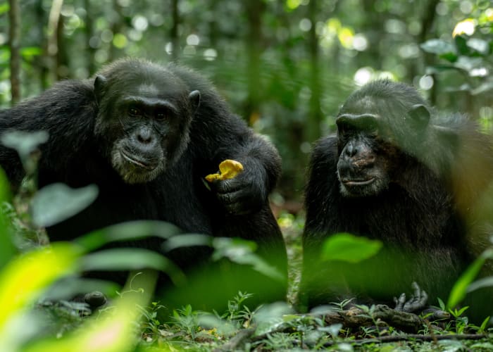 Trekking avec des chimpanzés, promenade dans le marais de Bigodi