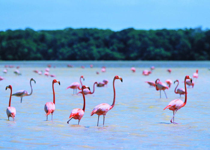 Entre mangroves et flamands roses à Celestún