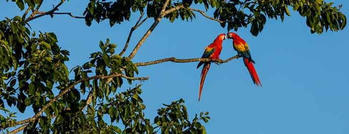 San José - vol vers Tortuguero et visites des canaux
