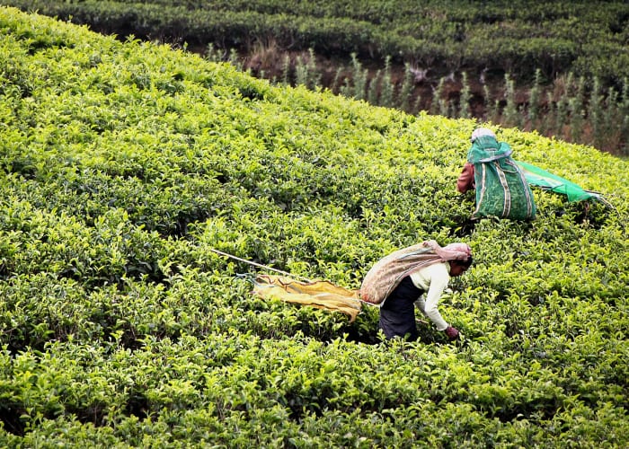 Dans les plantations de thé à Nuwara Eliya