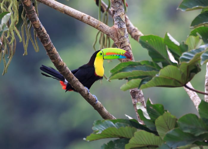 Cahuita - San José (3h30)