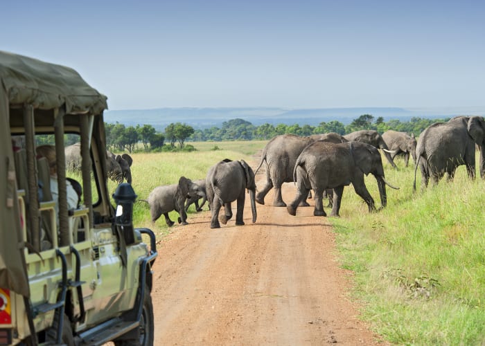 Réserve de chasse du Masai Mara