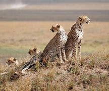 Safari dans le Serengeti