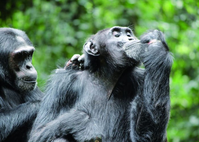 Transfert vers le parc national de Kibale