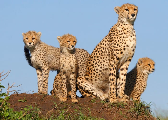 Amboseli - Tsavo West