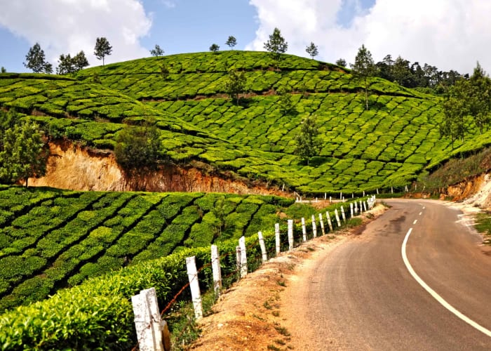 Visite de Munnar