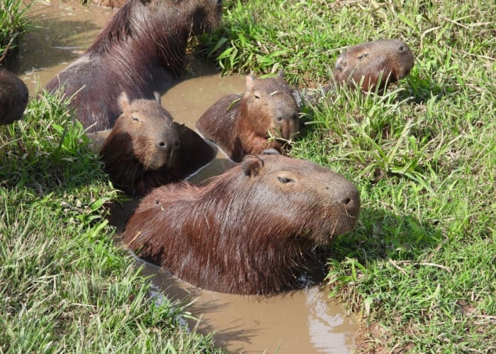 Posadas - Posada Uguay - Esteros del Iberá