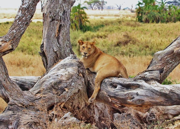 Ville de Mto Wa Mbu - Parc national du Serengeti
