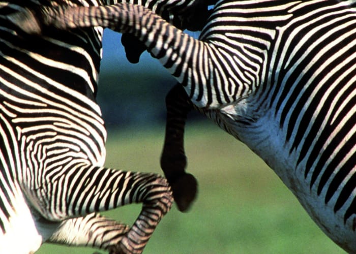 Samburu Game Reserve - Buffalo Springs Game Reserves