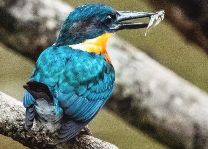 Faune et flore du Costa Rica