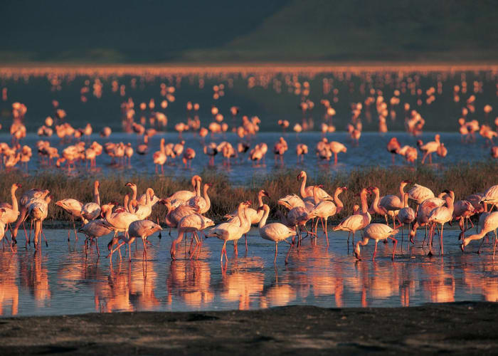 Arusha - Parc national du Tarangiré