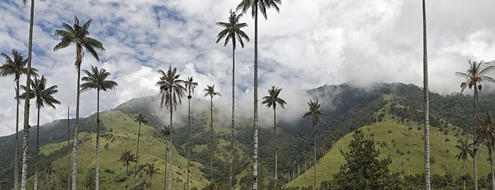 La Vallée de Cocora