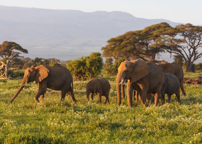 Parc National Amboseli