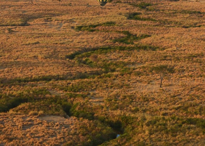 Action finale au Serengeti - Ngorongoro