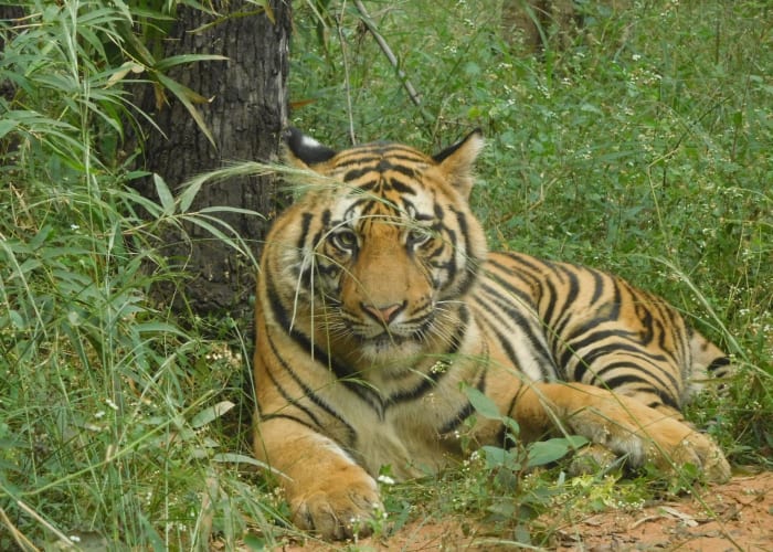 New Delhi – Jabalpur – Bandhavgarh (Vol + 200 km / 4 heures de route)