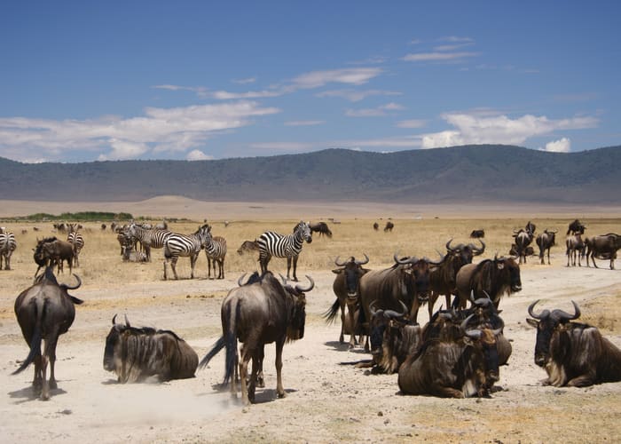 Parc national du Serengeti central