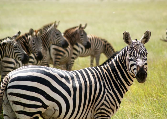 Masai Mara