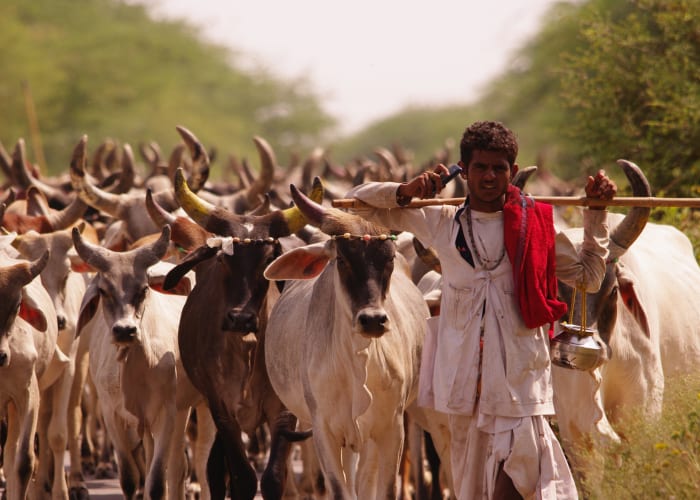 Delhi - Nawalgarh