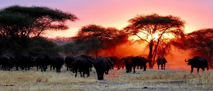 Arusha - Parc National du Tarangiré