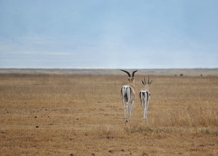 Cratere du Ngorongoro