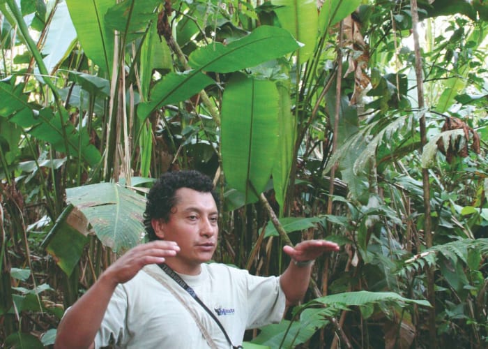 L'exubérance de la forêt tropicale