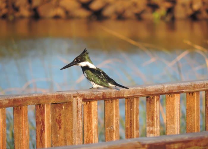 Buenos Aires - Puerto Iguazu