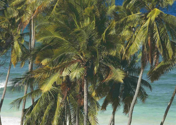 De Bali à Sulawesi
