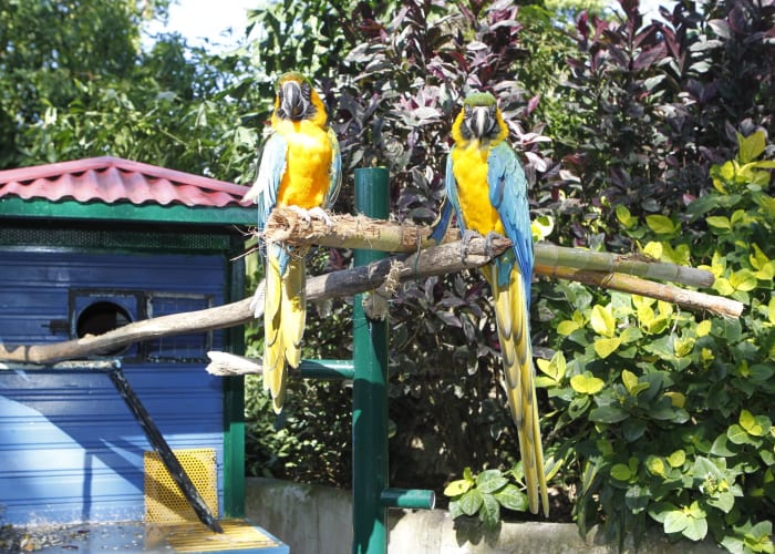 Faune, Flore et Cascades