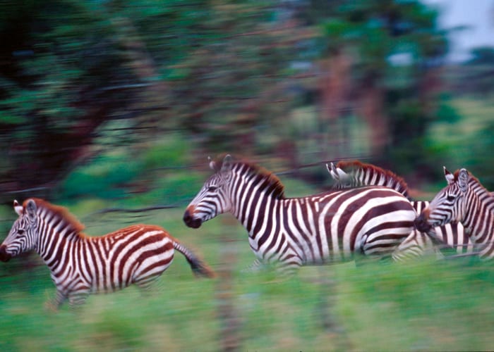 Parc national du lac Manyara
