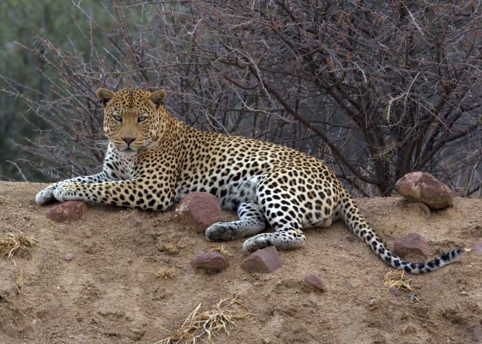ETOSHA - OTJIWARONGO - AFRICAT FOUNDATION
