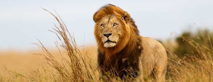 Safari et découverte des célèbres plaines du Masai Mara.