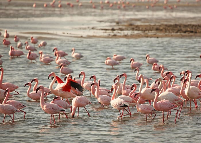 SWAKOPMUND - WALVIS BAY - SWAKOPMUND