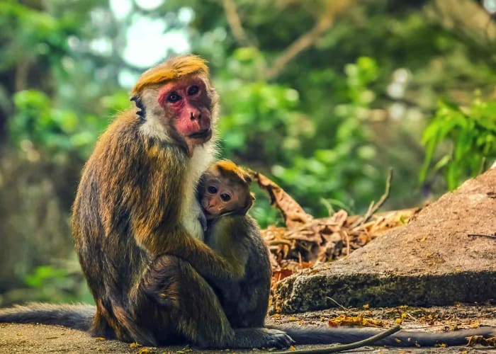 Kandy à Maussawa  (3h)