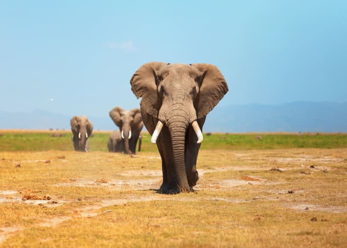 Parc national d'Amboseli-Lake Nakuru
