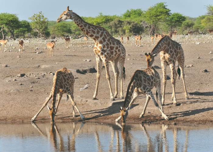 Parc National d'Etosha