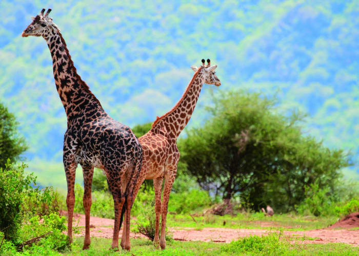 Safari de l'après-midi dans le parc national du lac Manyara