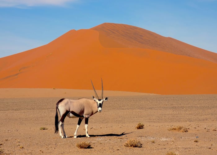 Jour 2: NamibRand Nature Reserve (Désert de Namib)