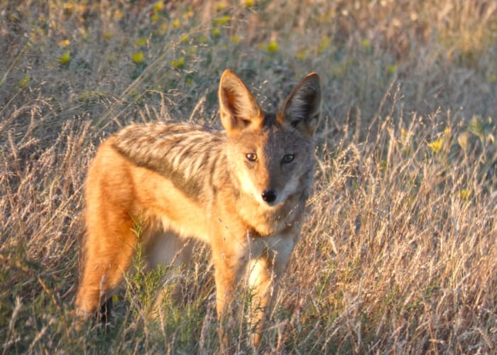 Parc national d'Etosha