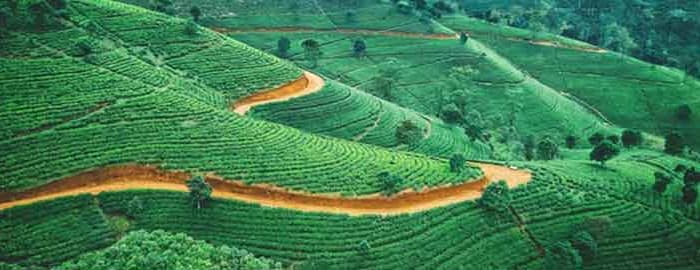 Visite de Nuwara Eliya