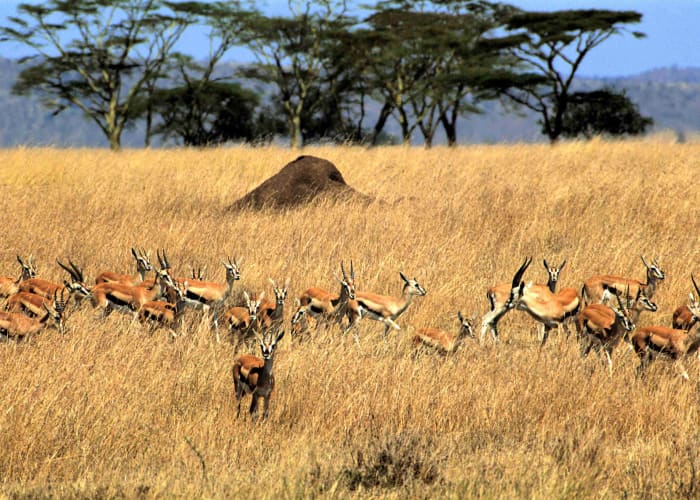 Le Parc national du Serengeti