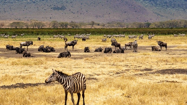 Parc national du lac Manyara