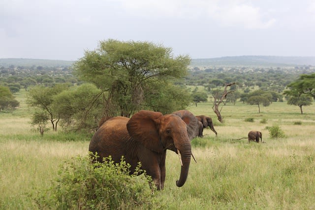 Parc national de Tarangire