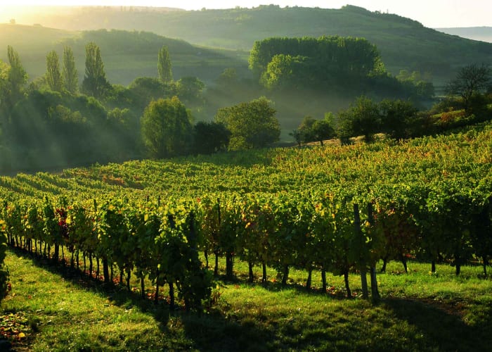 SAUTERNES