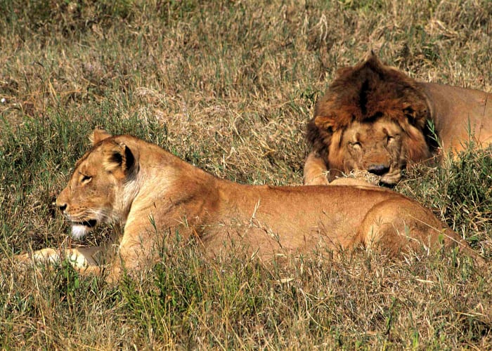 Parc national de Mikumi