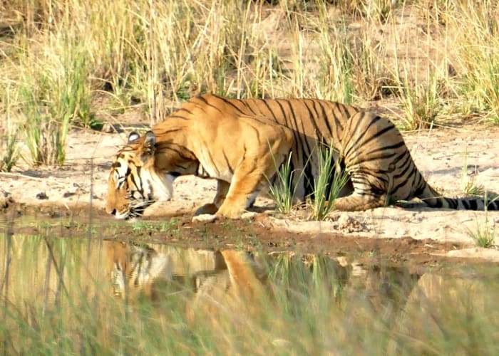 Bandhavgarh – Jabalpur – New Delhi (200 km / 4 heures de route + Vol)