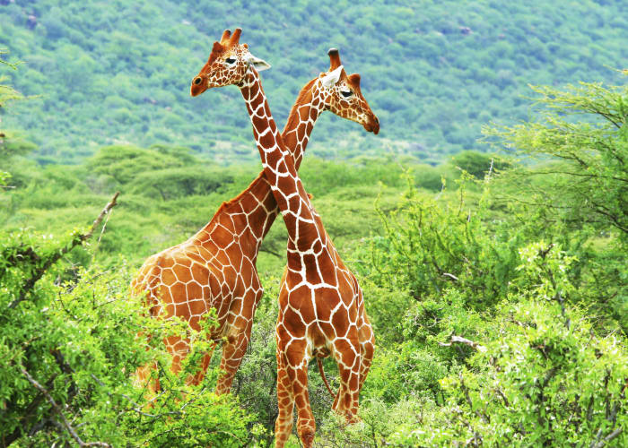 Samburu