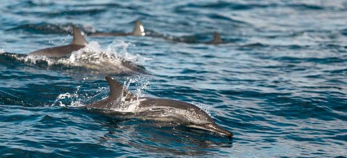 Croisière d observation des dauphins, farniente à la plage