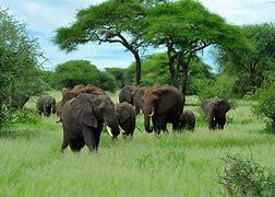 Arusha - Tarangire - Karatu